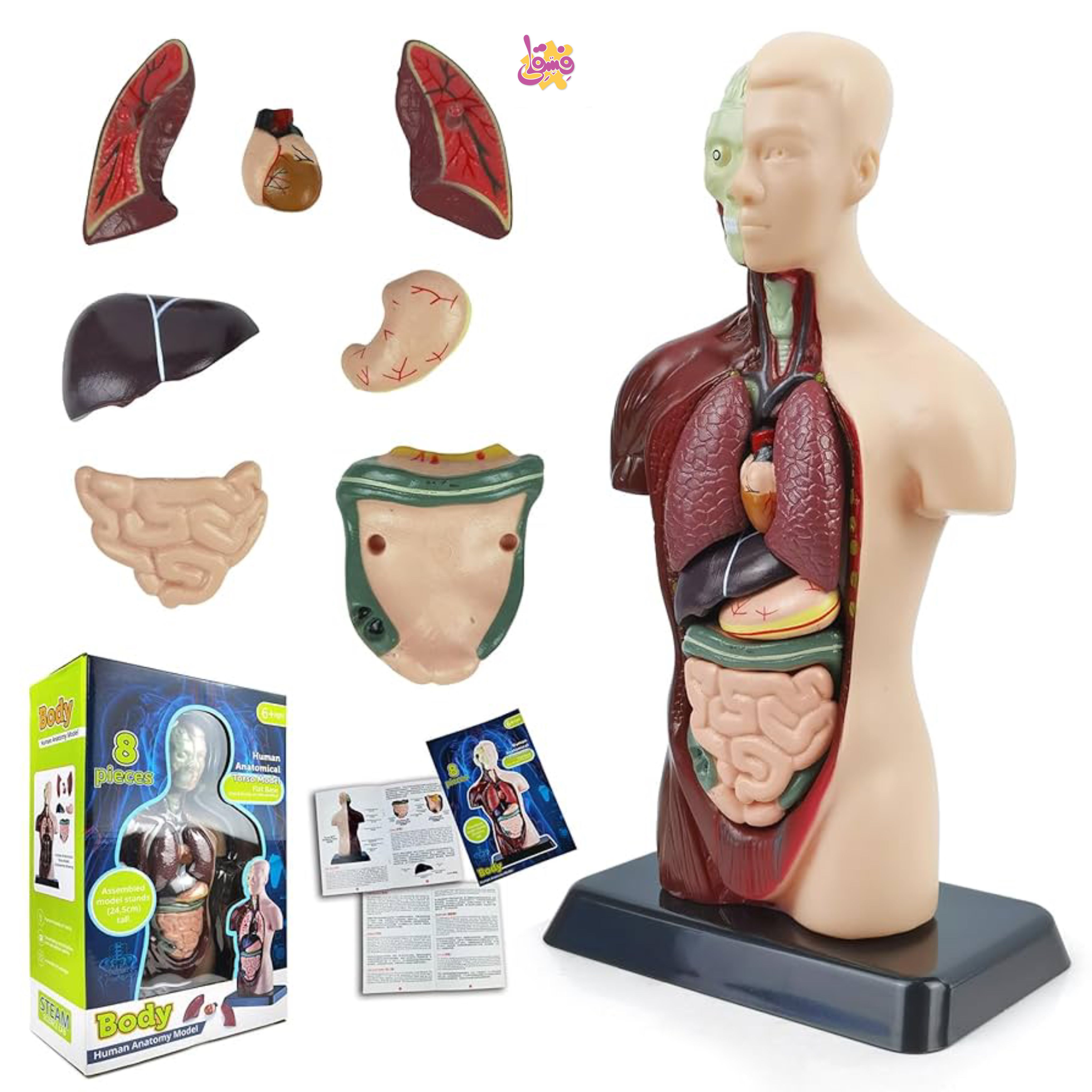 خرید ماکت آناتومی بدن انسان از فروشگاه اسباب بازی فسقلی